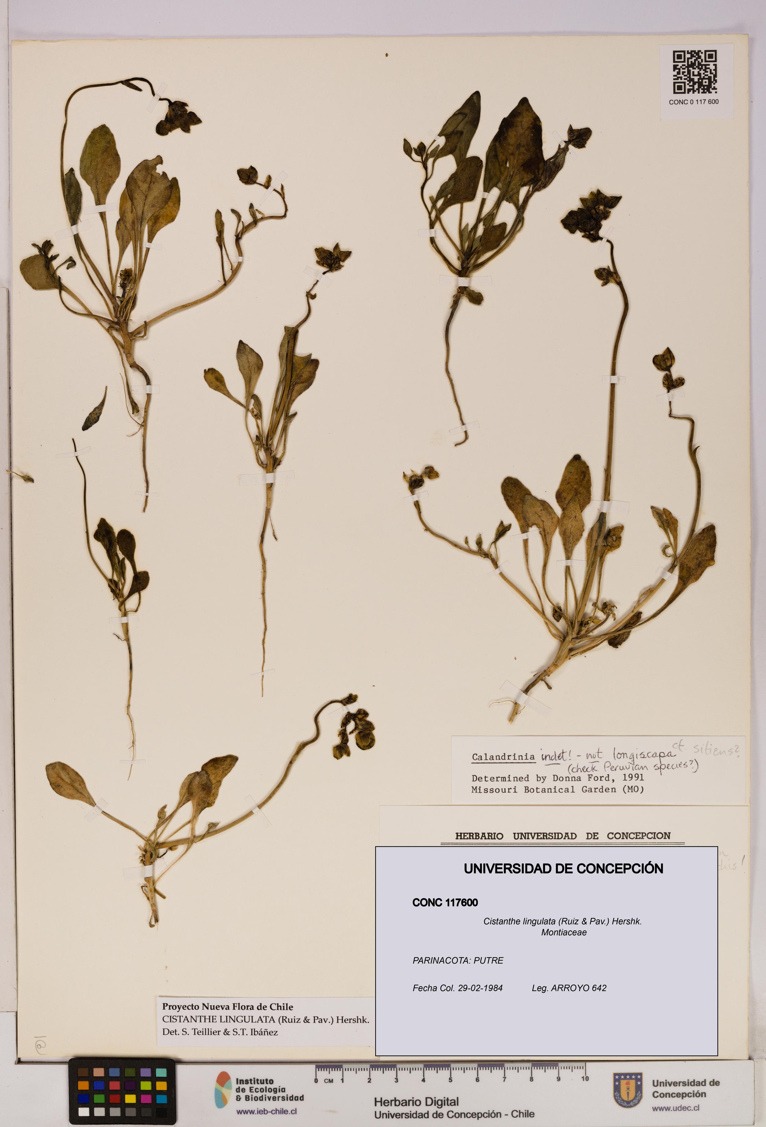 Cistanthe lingulata [Espécimen: UDEC:CONC:0117600]