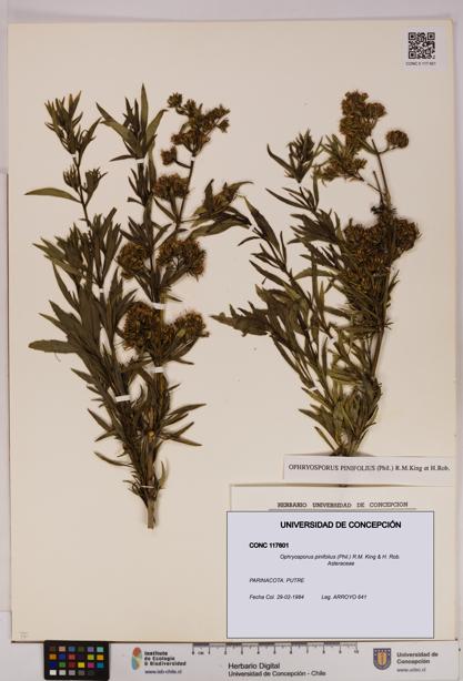 Ophryosporus pinifolius [Espécimen: UDEC:CONC:0117601]