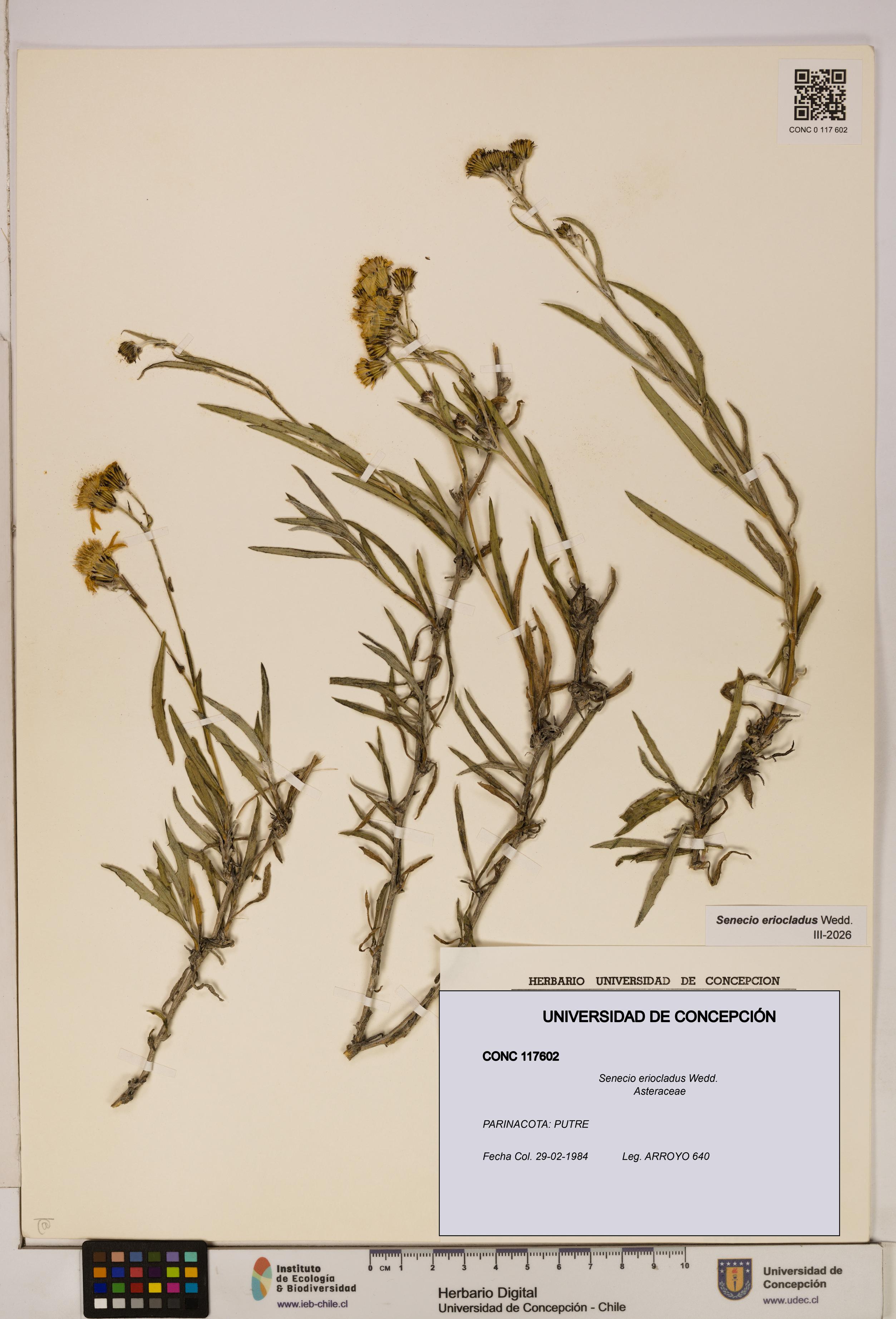 Senecio eriocladus [Espécimen: UDEC:CONC:0117602]