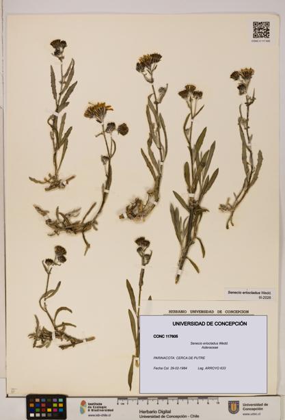 Senecio eriocladus [Espécimen: UDEC:CONC:0117605]