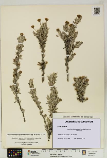 Chersodoma jodopappa [Espécimen: UDEC:CONC:0117606]