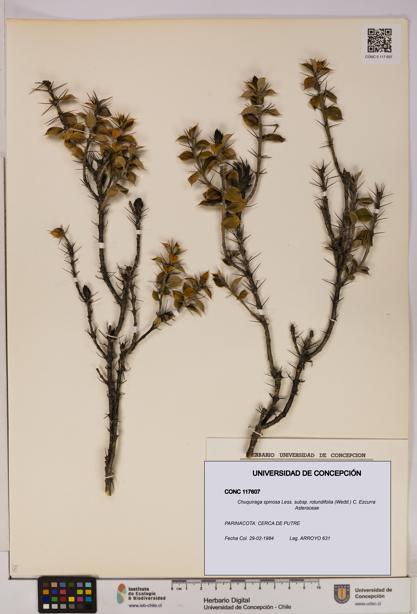 Chuquiraga spinosa subsp. rotundifolia [Espécimen: UDEC:CONC:0117607]