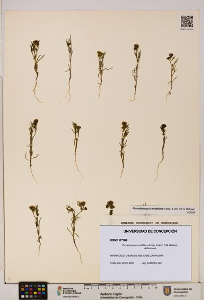 Picradeniopsis multiflora [Espécimen: ]