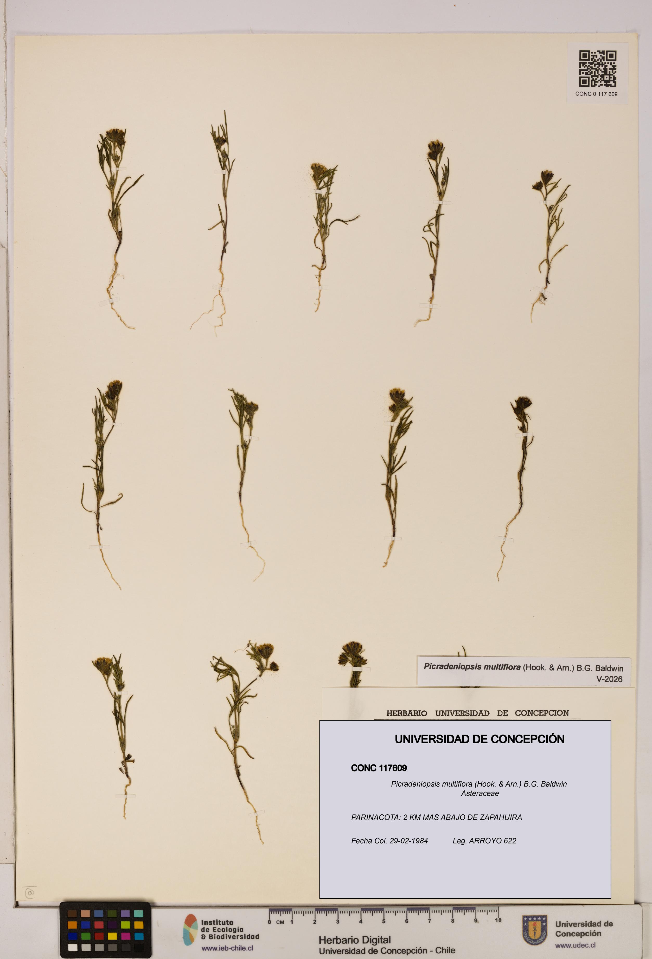 Picradeniopsis multiflora [Espécimen: ]