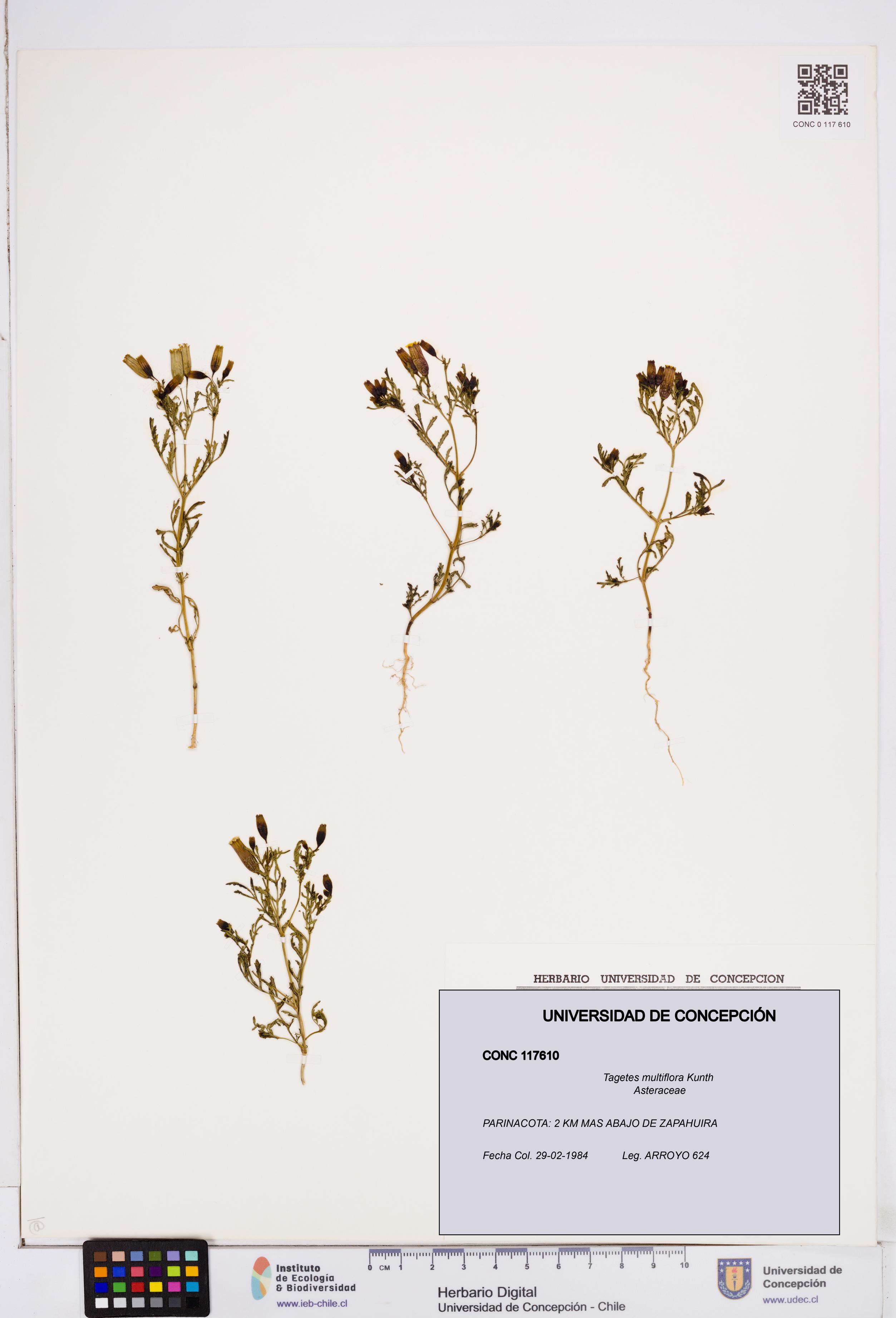 Tagetes multiflora [Espécimen: ]