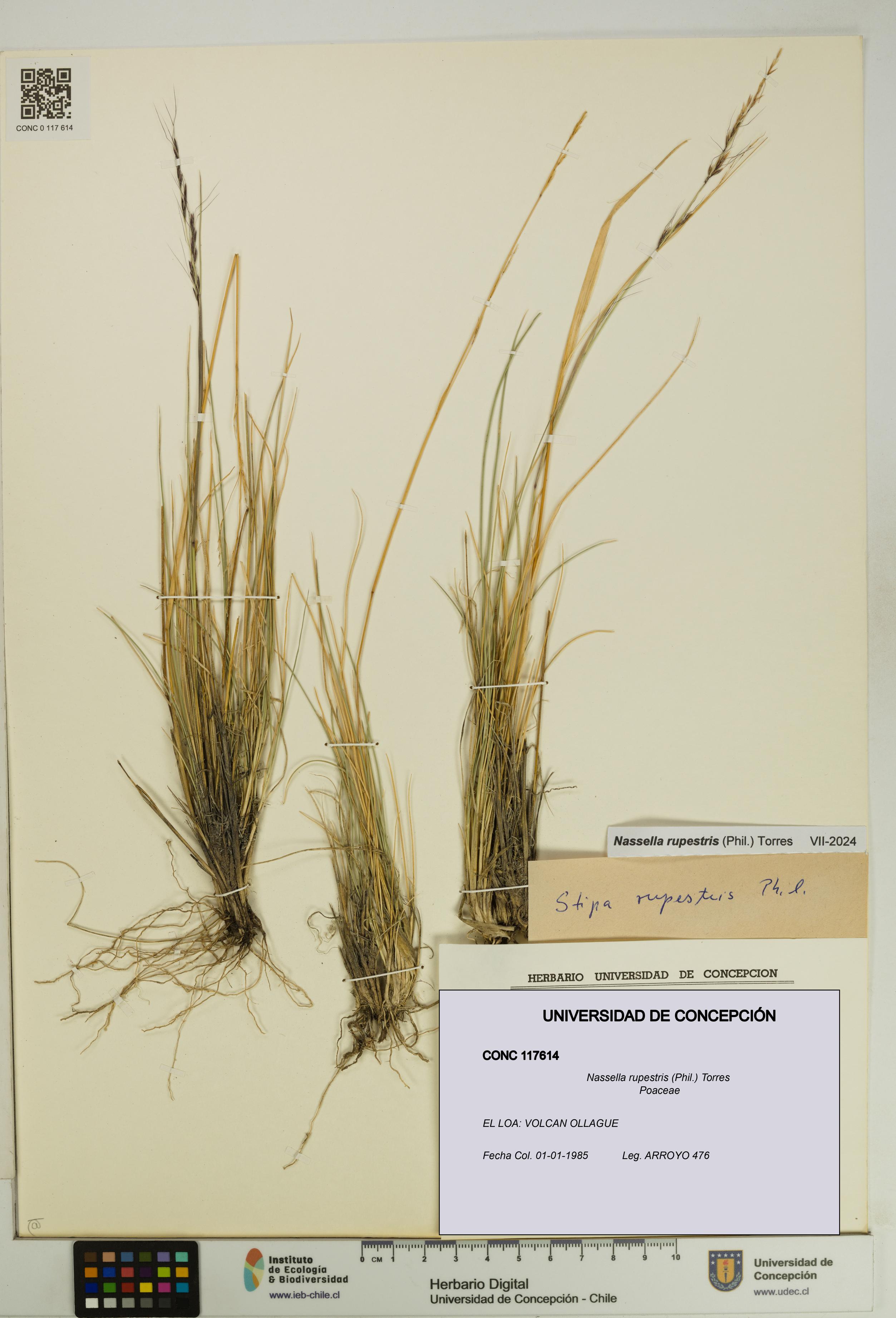 Nassella rupestris [Espécimen: UDEC:CONC:0117614]
