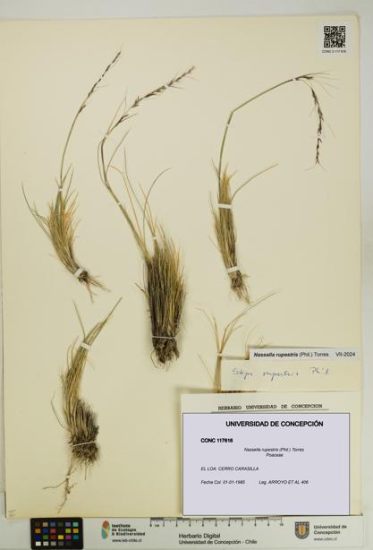 Nassella rupestris [Espécimen: UDEC:CONC:0117616]