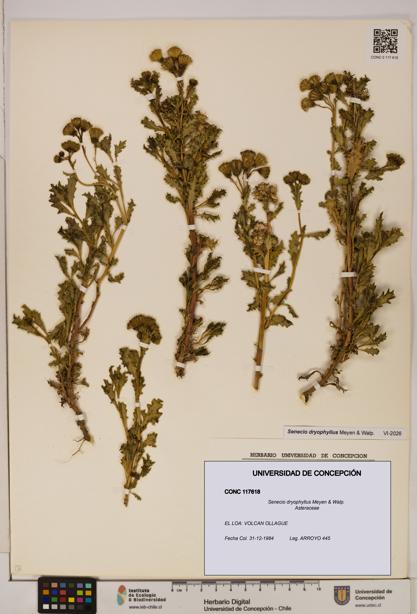 Senecio dryophyllus [Espécimen: UDEC:CONC:0117618]