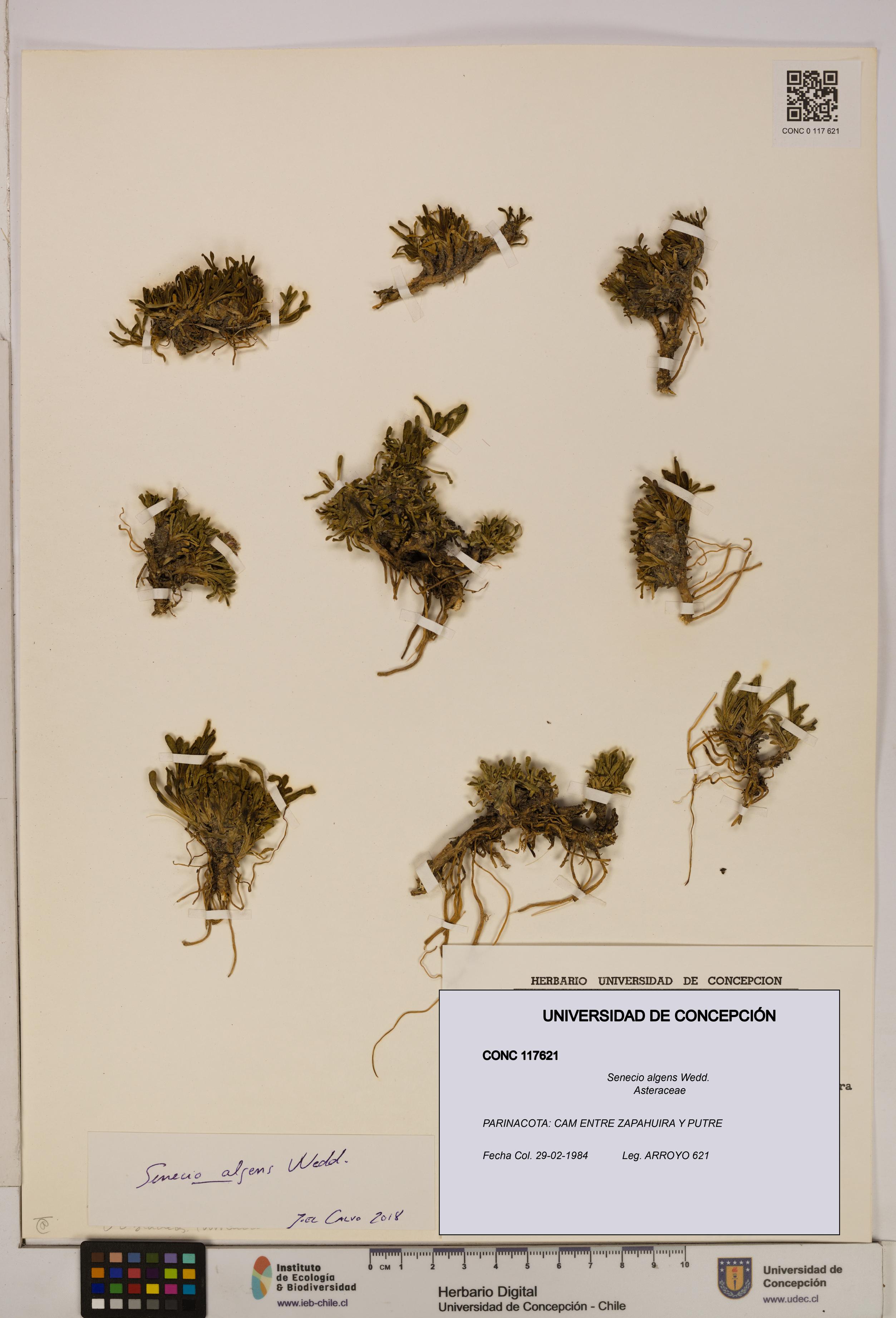Senecio algens [Espécimen: UDEC:CONC:0117621]