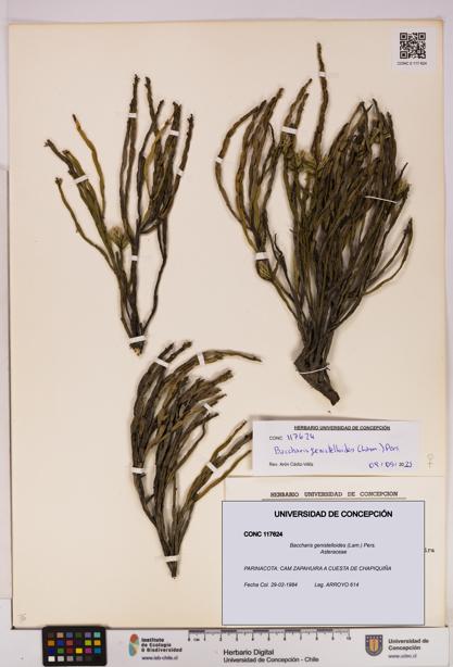 Baccharis genistelloides [Espécimen: UDEC:CONC:0117624]