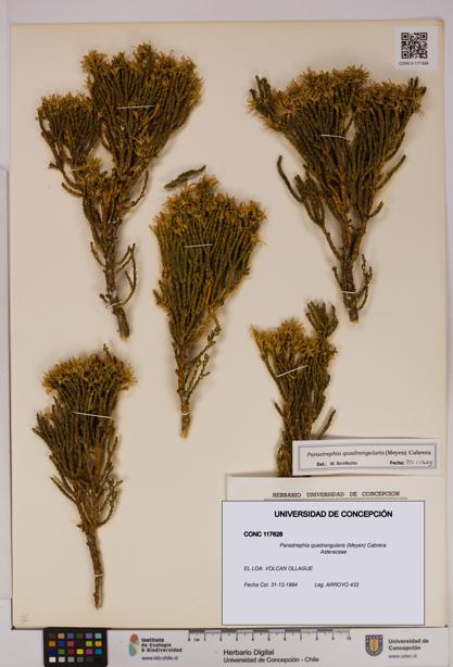 Parastrephia quadrangularis [Espécimen: UDEC:CONC:0117628]