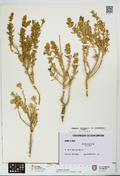 Artemisia copa [Espécimen: UDEC:CONC:0117634]