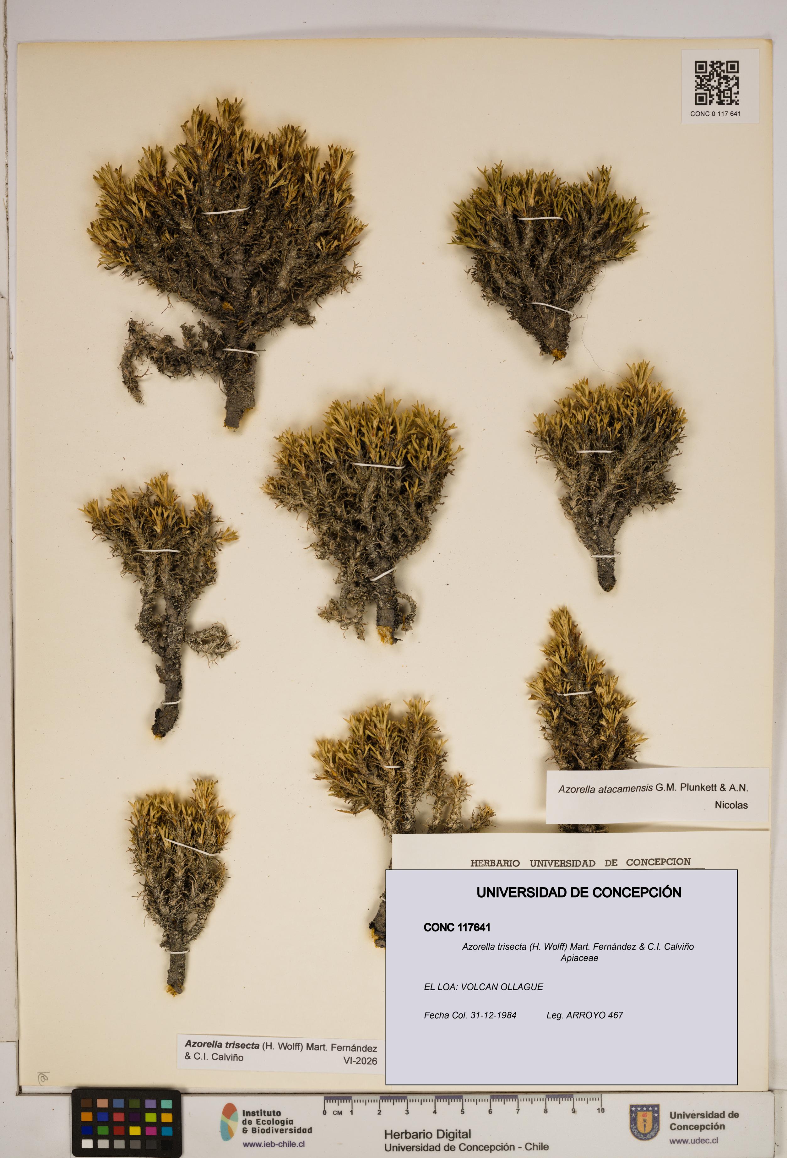 Azorella trisecta [Espécimen: ]
