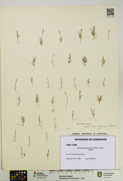 Muhlenbergia peruviana [Espécimen: UDEC:CONC:0117643]