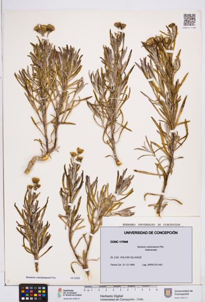 Senecio volckmannii [Espécimen: ]