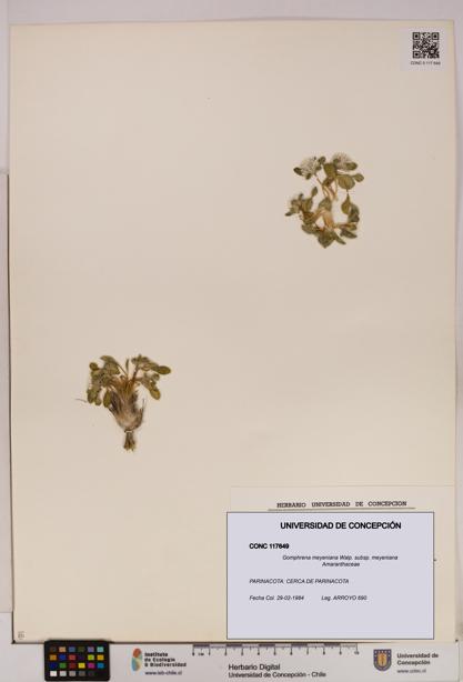 Gomphrena meyeniana subsp. meyeniana [Espécimen: UDEC:CONC:0117649]