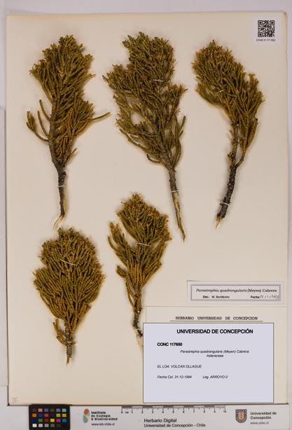 Parastrephia quadrangularis [Espécimen: UDEC:CONC:0117650]