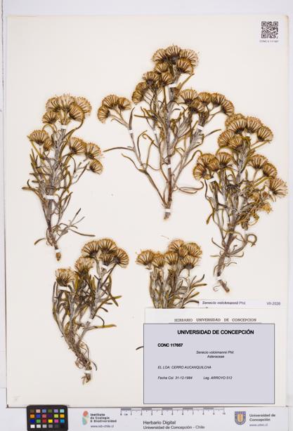 Senecio volckmannii [Espécimen: ]