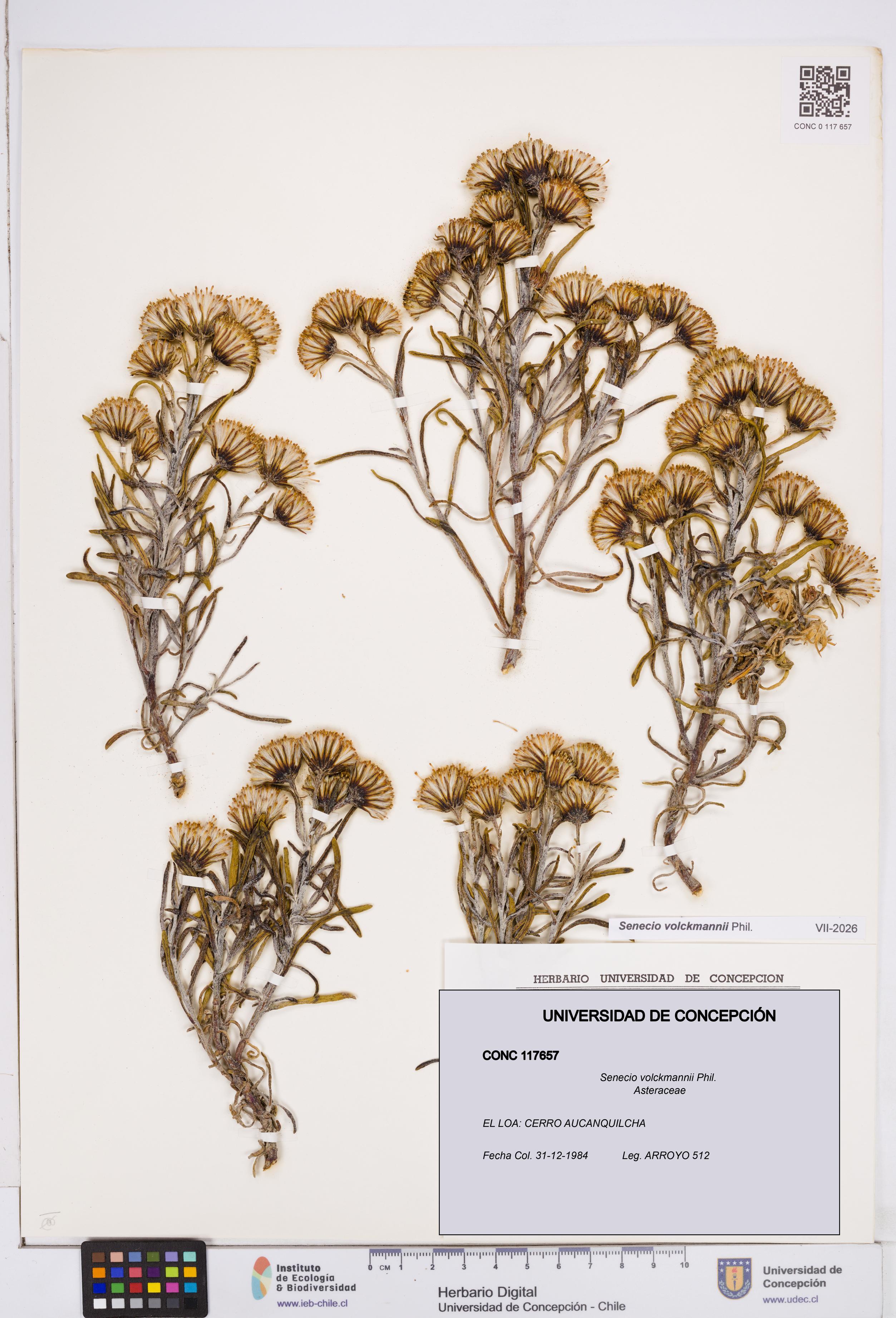Senecio volckmannii [Espécimen: ]