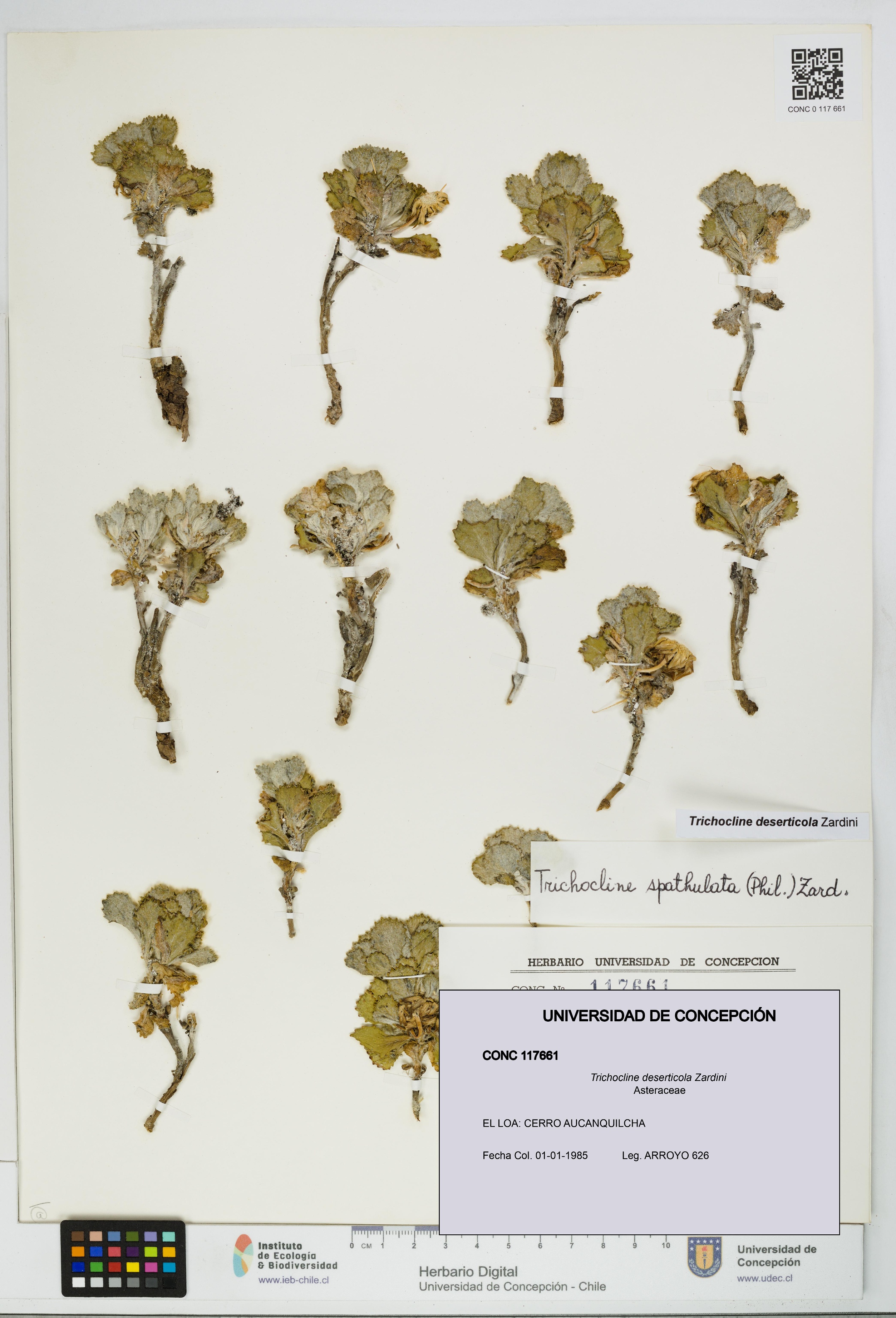 Trichocline deserticola [Espécimen: UDEC:CONC:0117661]