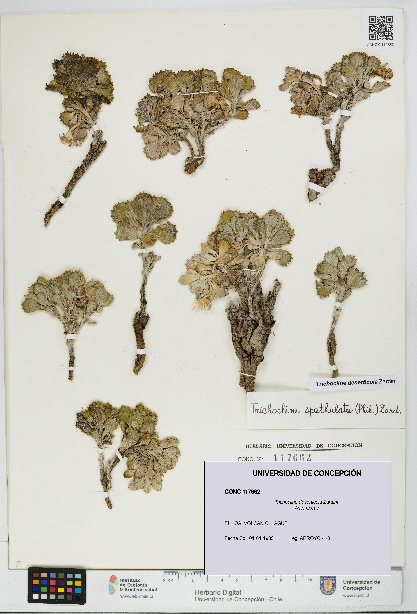 Trichocline deserticola [Espécimen: UDEC:CONC:0117662]