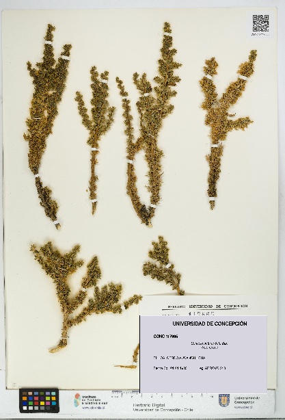 Senecio nutans [Espécimen: UDEC:CONC:0117665]