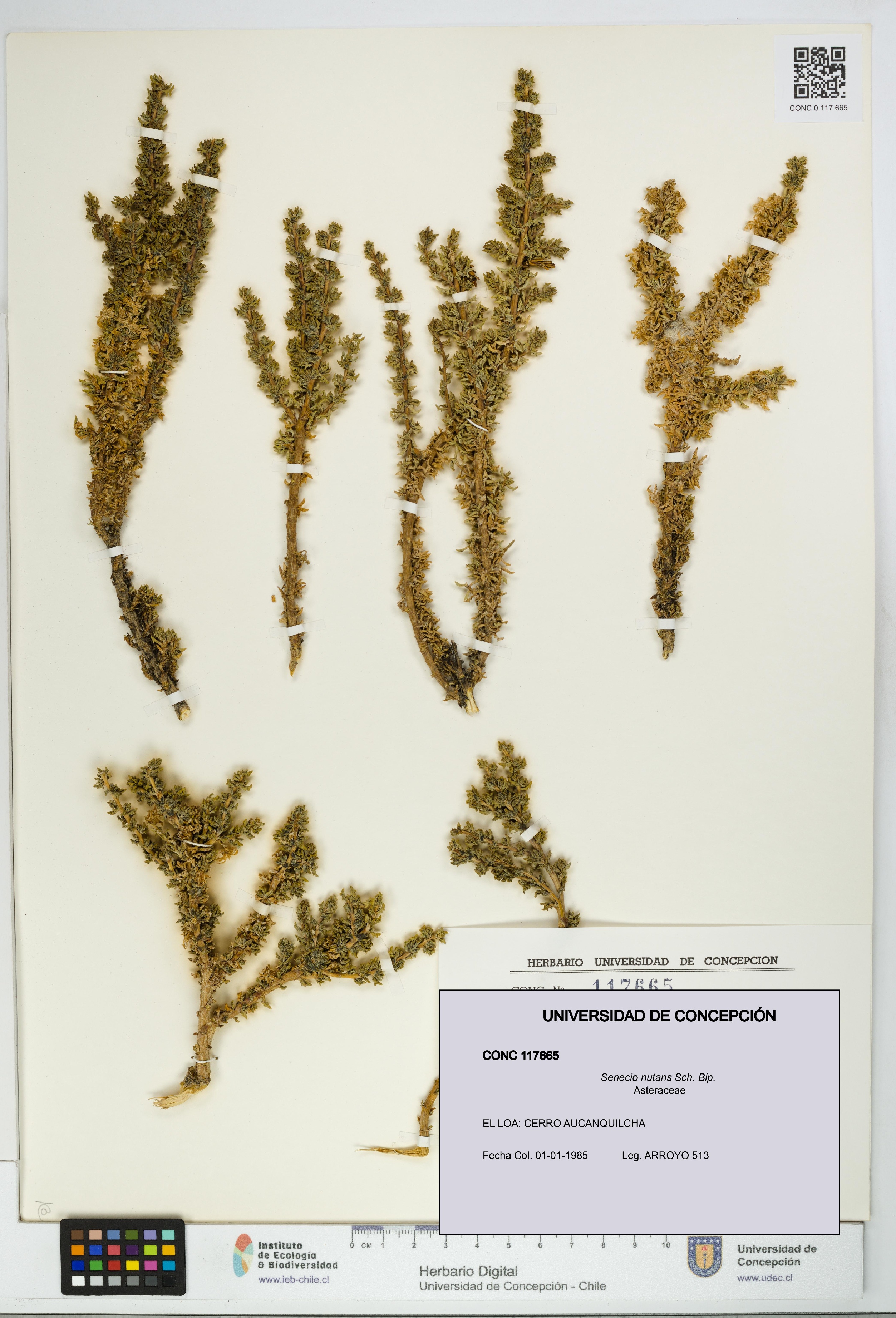 Senecio nutans [Espécimen: UDEC:CONC:0117665]