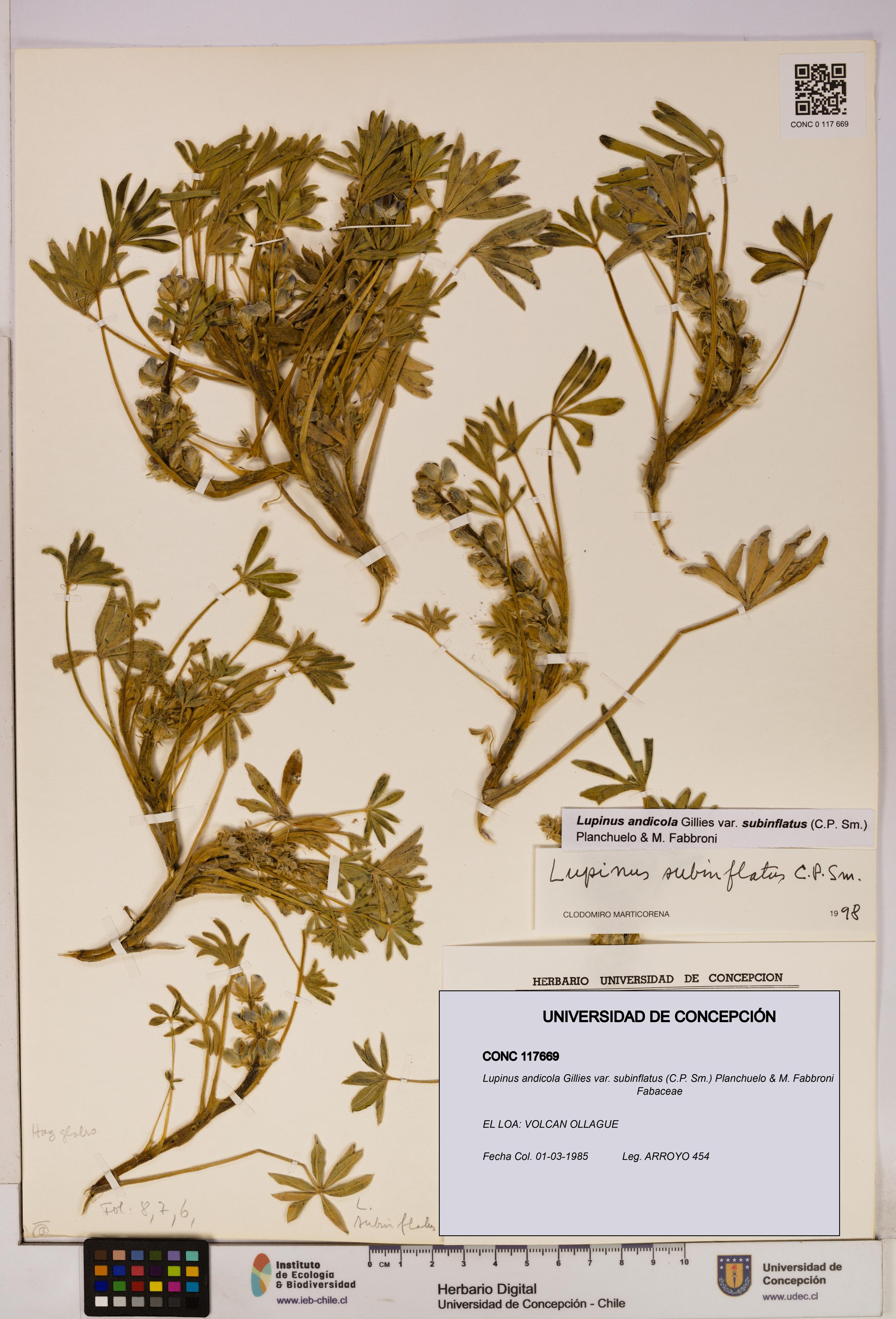 Lupinus andicola [Espécimen: UDEC:CONC:0117669]