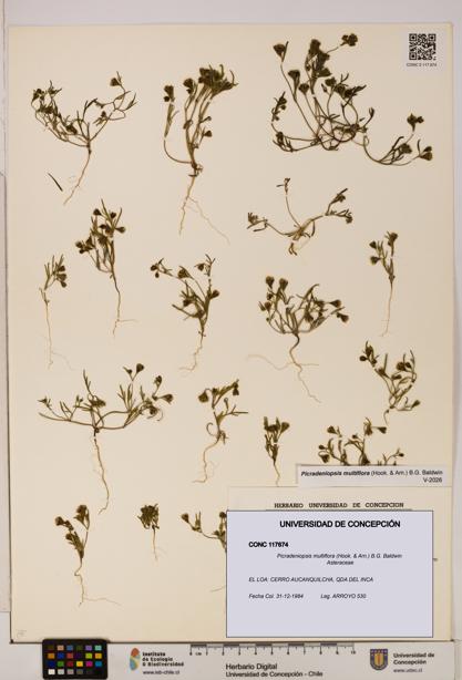 Picradeniopsis multiflora [Espécimen: ]