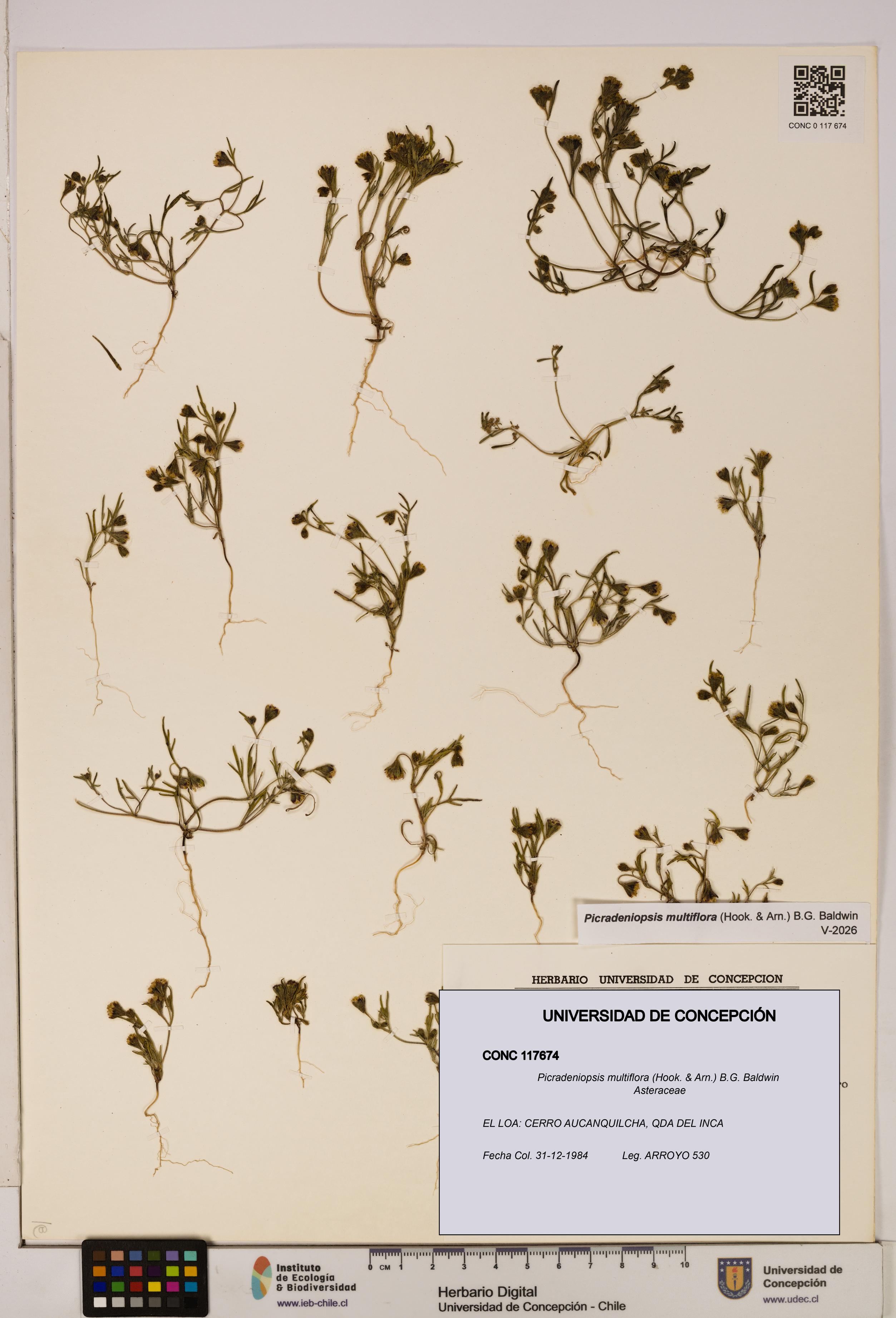 Picradeniopsis multiflora [Espécimen: ]