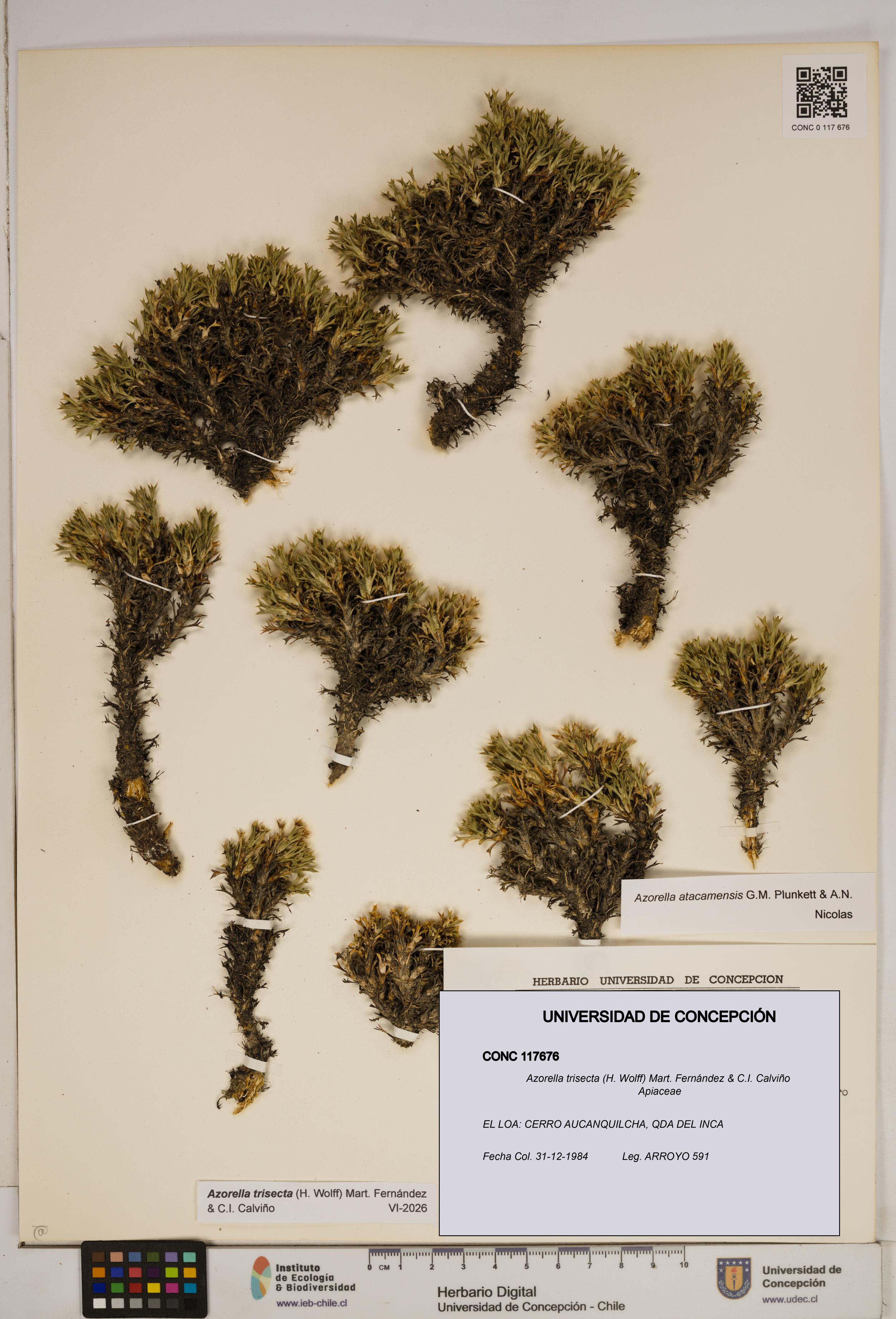 Azorella trisecta [Espécimen: ]