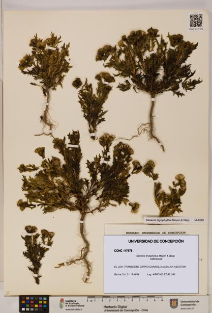 Senecio dryophyllus [Espécimen: UDEC:CONC:0117678]