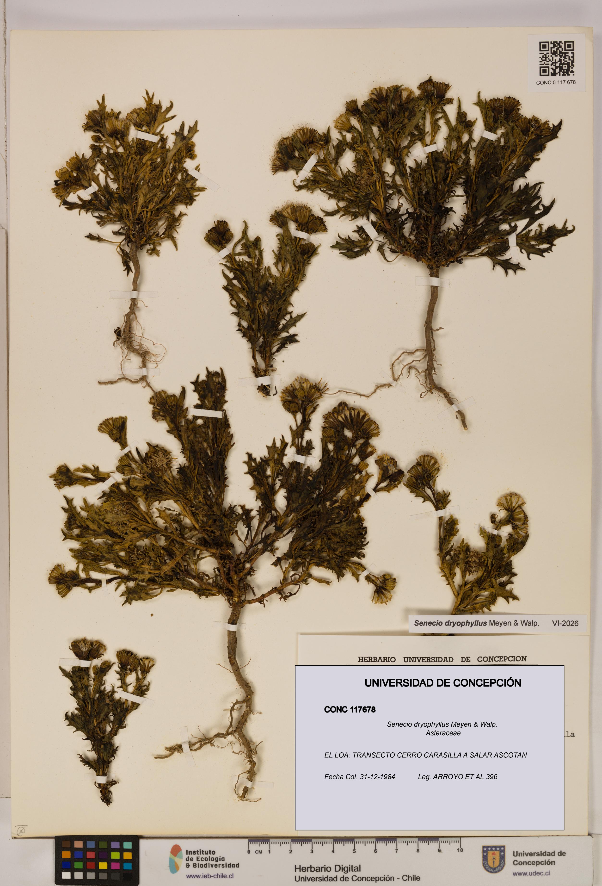 Senecio dryophyllus [Espécimen: UDEC:CONC:0117678]