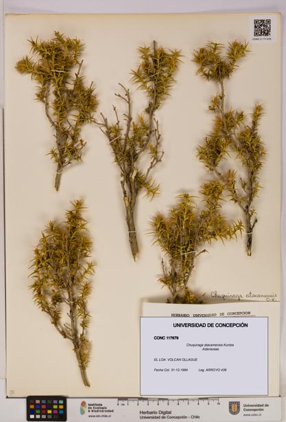 Chuquiraga atacamensis [Espécimen: UDEC:CONC:0117679]