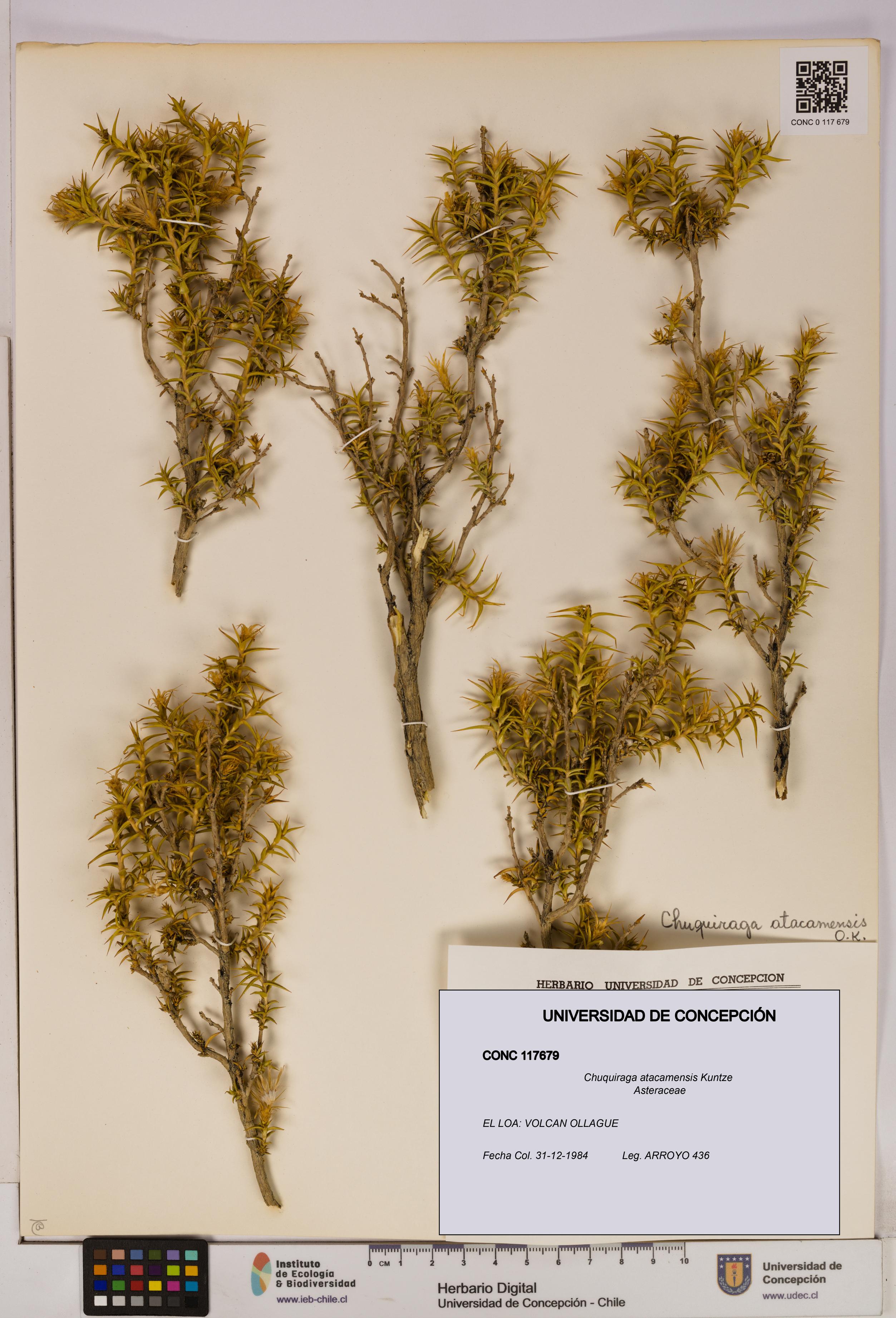 Chuquiraga atacamensis [Espécimen: UDEC:CONC:0117679]
