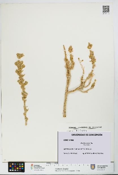 Artemisia copa [Espécimen: UDEC:CONC:0117688]