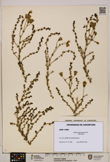 Senecio atacamensis [Espécimen: UDEC:CONC:0117690]