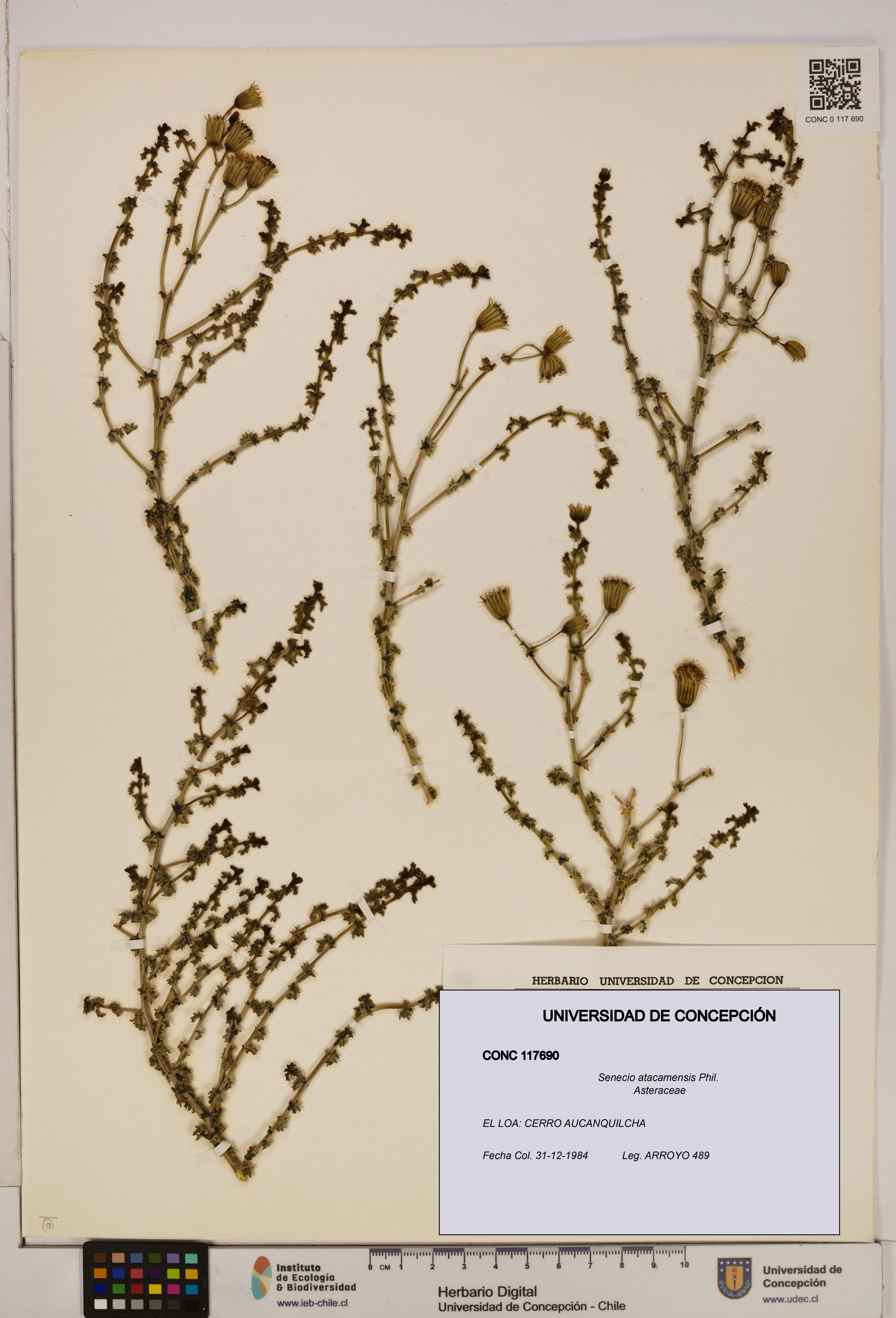 Senecio atacamensis [Espécimen: UDEC:CONC:0117690]