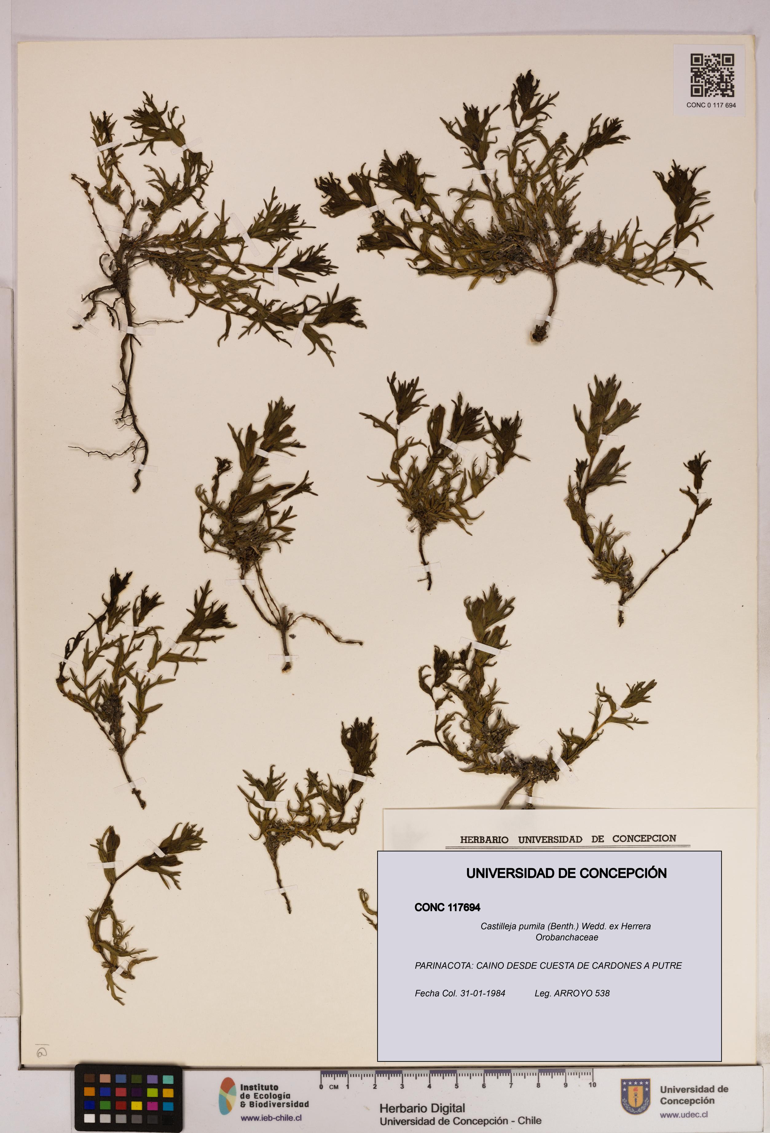 Castilleja pumila [Espécimen: UDEC:CONC:0117694]