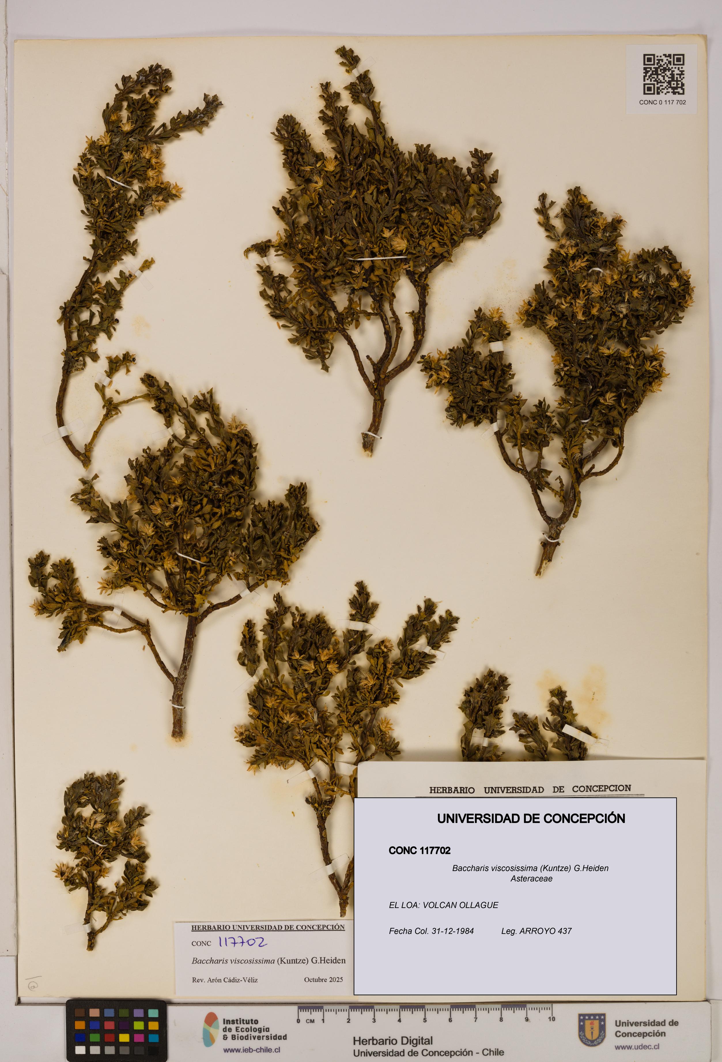 Baccharis tola [Espécimen: UDEC:CONC:0117702]