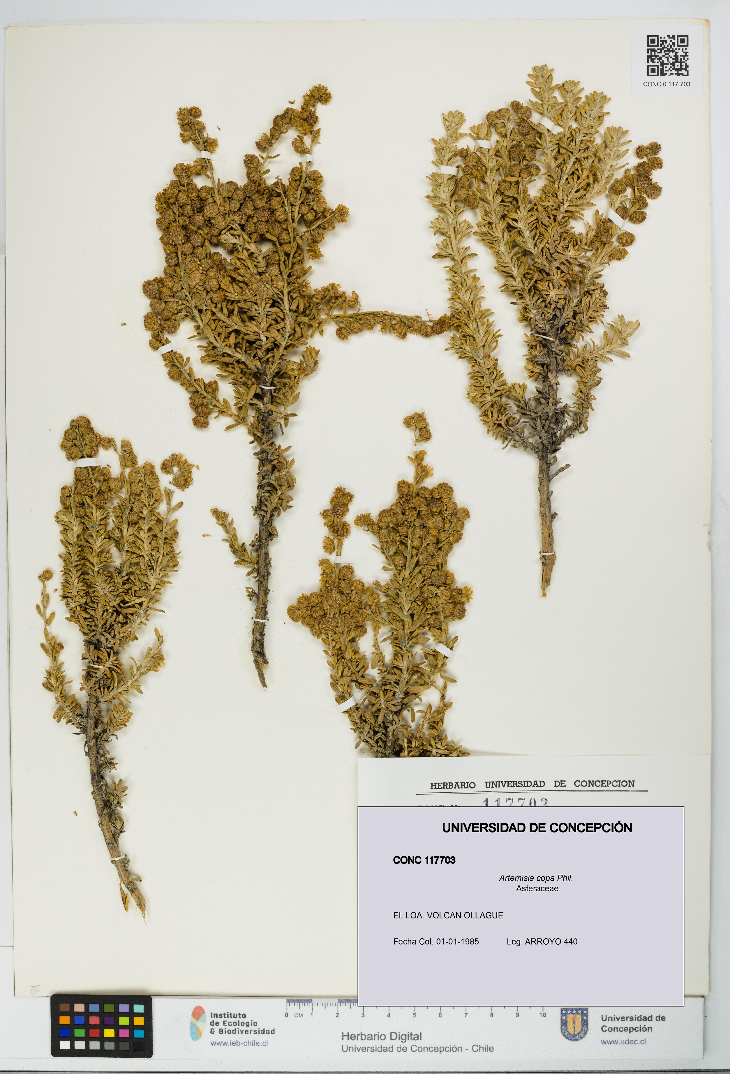 Artemisia copa [Espécimen: UDEC:CONC:0117703]