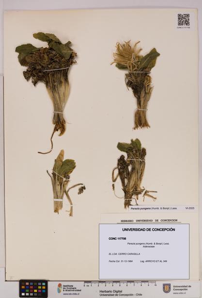 Perezia pungens [Espécimen: UDEC:CONC:0117705]