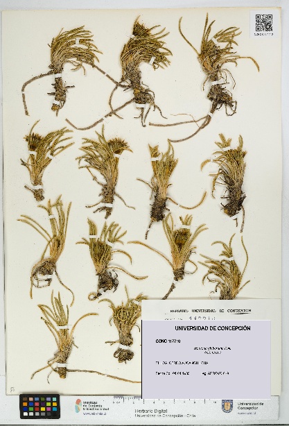 Werneria glaberrima [Espécimen: UDEC:CONC:0117710]