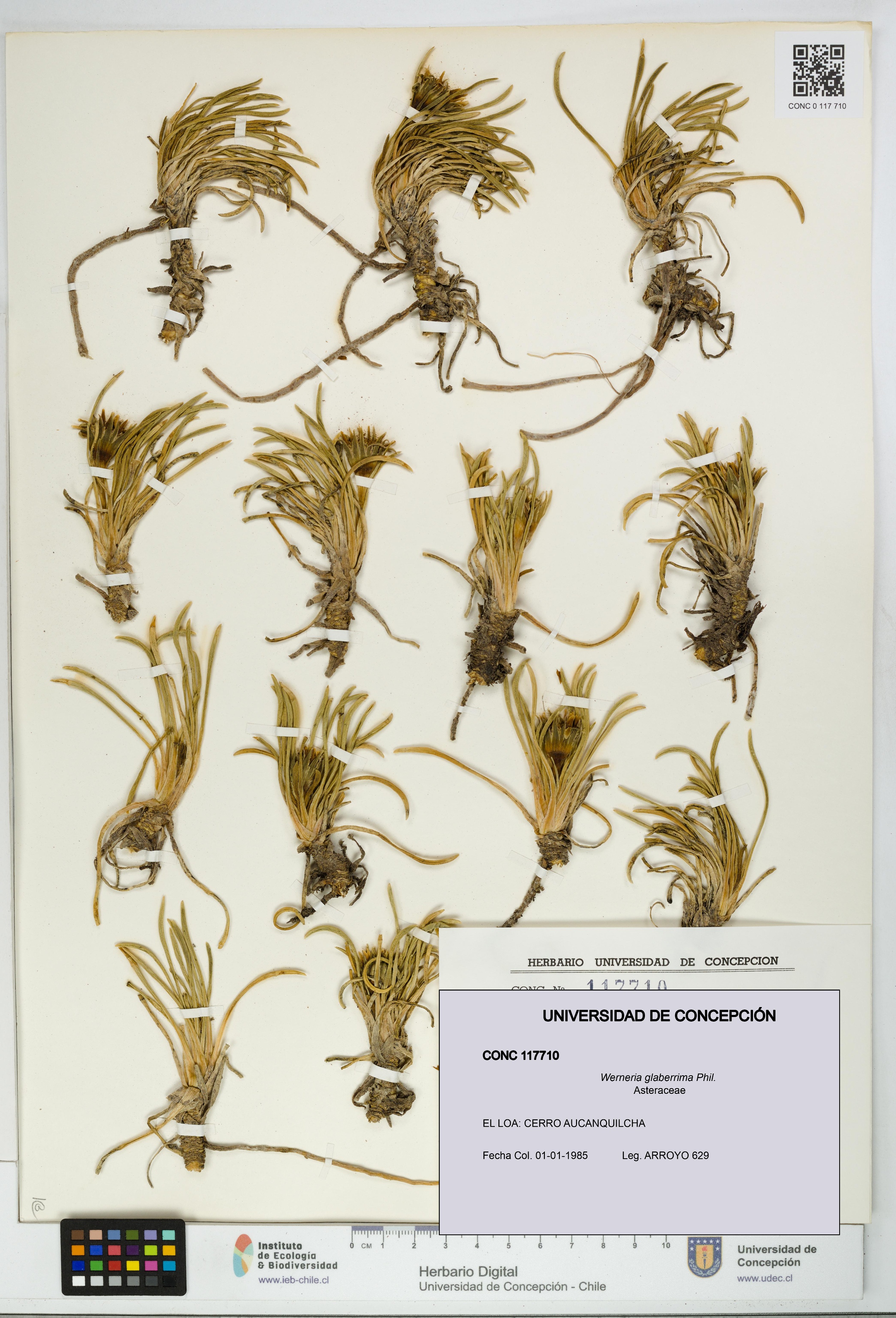 Werneria glaberrima [Espécimen: UDEC:CONC:0117710]