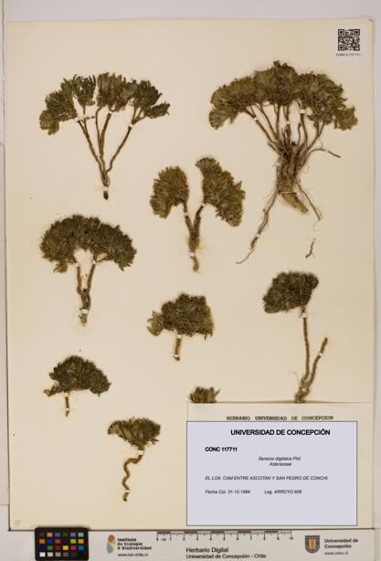 Senecio digitatus [Espécimen: UDEC:CONC:0117711]