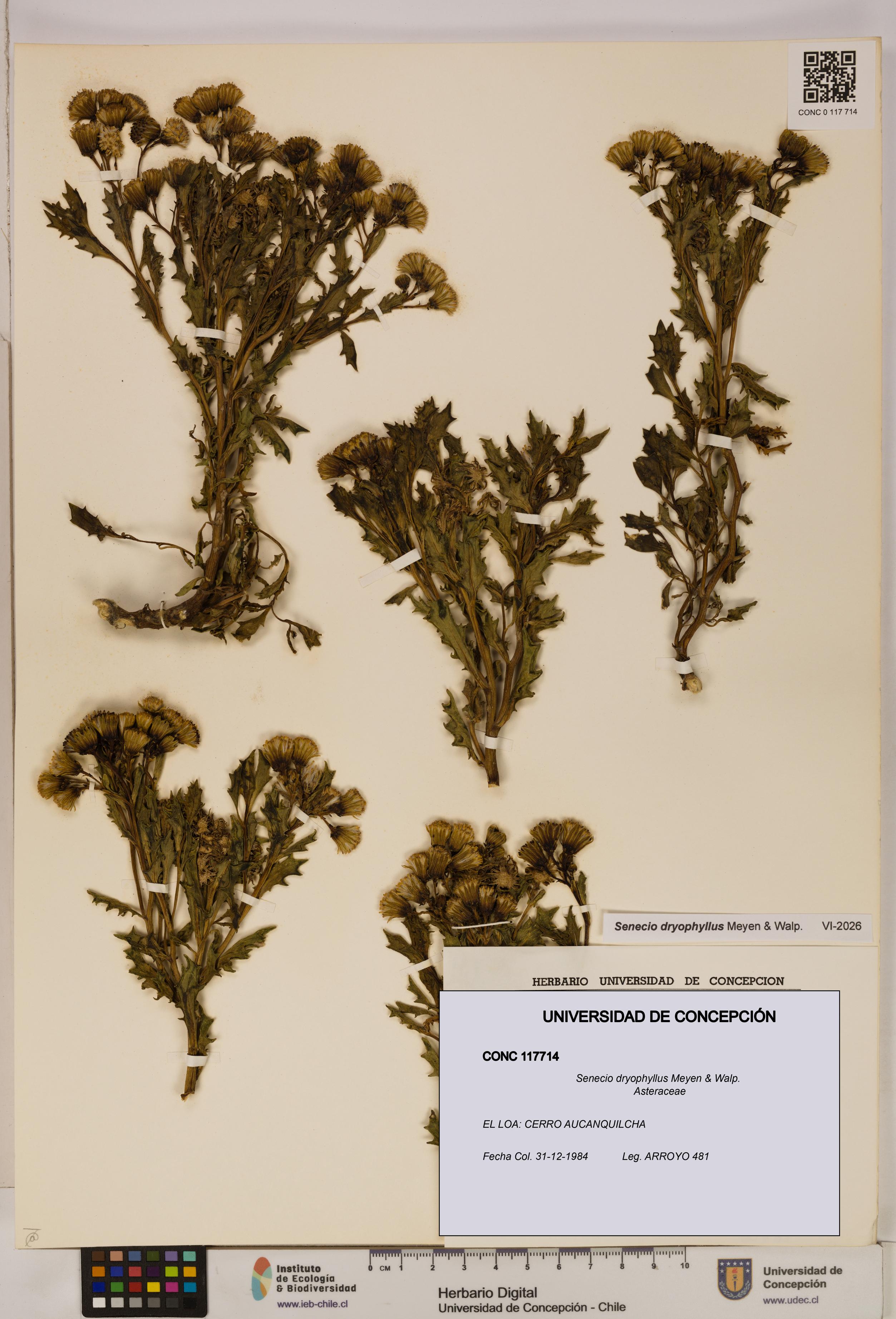 Senecio dryophyllus [Espécimen: UDEC:CONC:0117714]