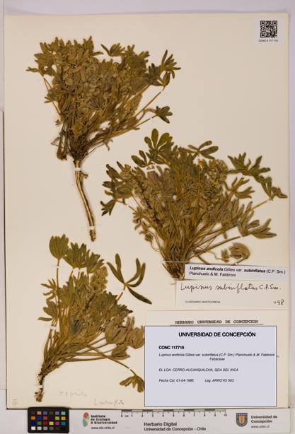 Lupinus andicola [Espécimen: UDEC:CONC:0117715]