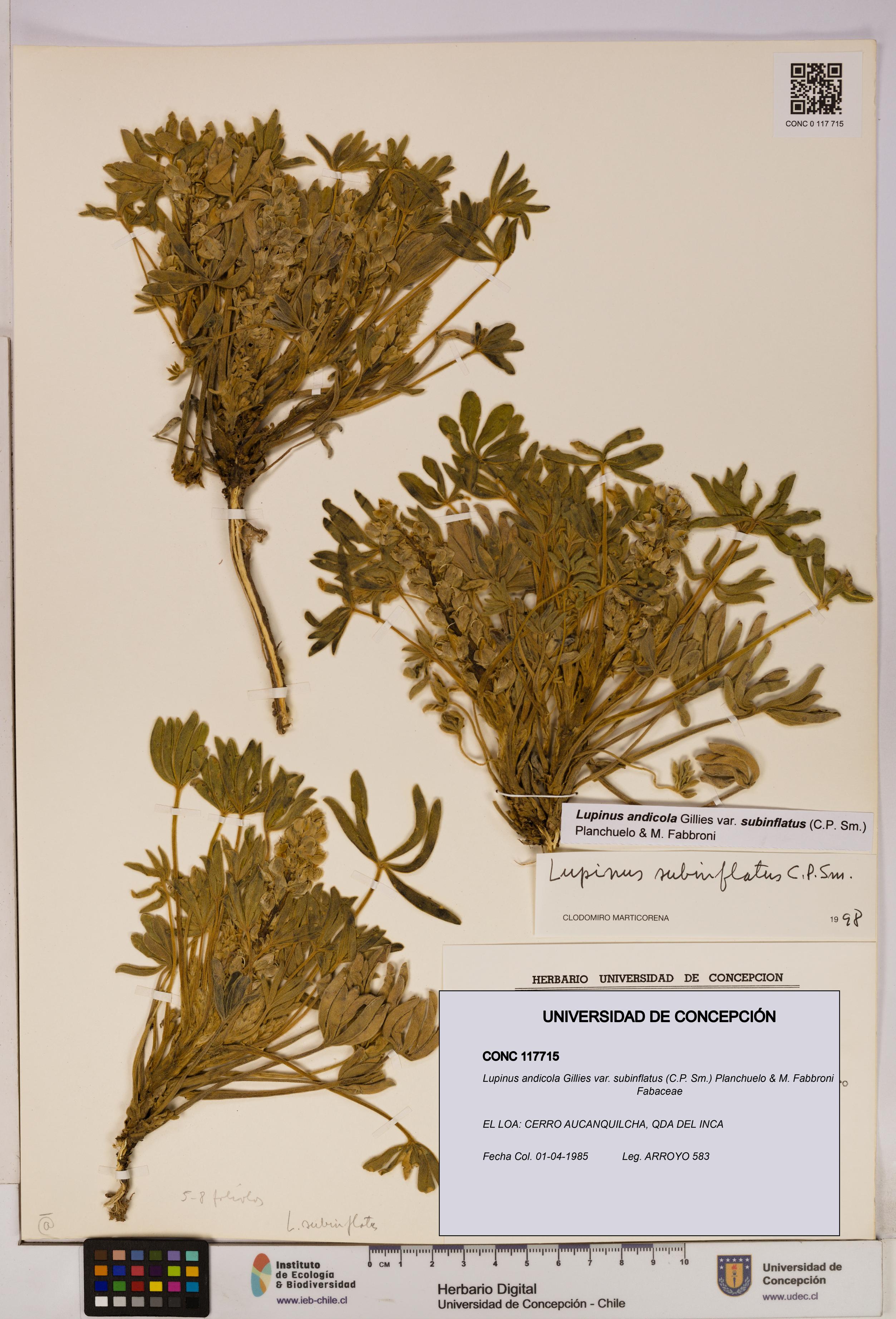 Lupinus andicola [Espécimen: UDEC:CONC:0117715]
