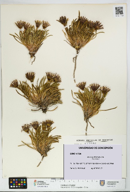 Werneria glaberrima [Espécimen: UDEC:CONC:0117726]