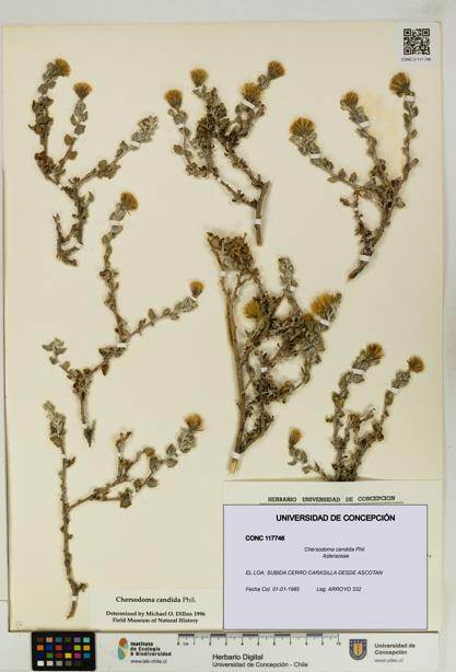 Chersodoma candida [Espécimen: UDEC:CONC:0117746]